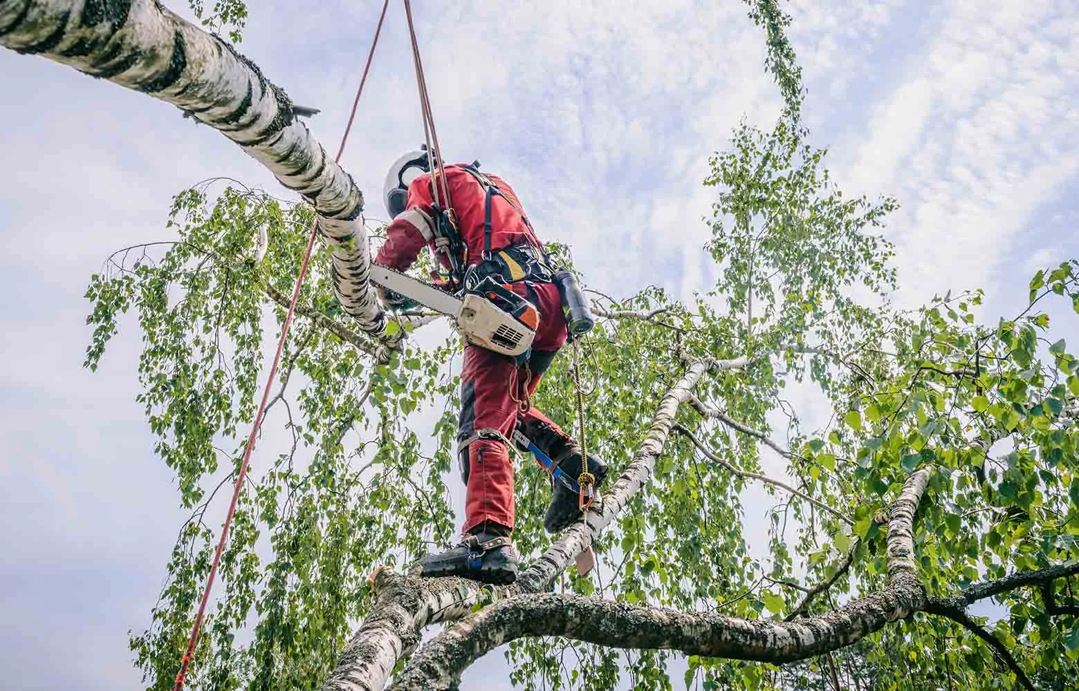 Спиливание деревьев